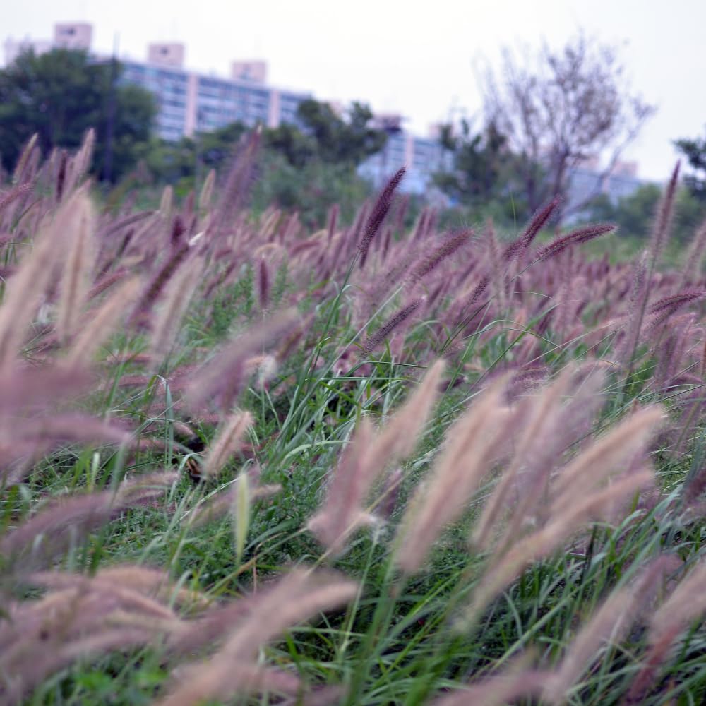 2 Fountain Grass Plants, Purple Fountain Grasses for Planting Perennial, 5 to 10 Inches Tall Ornamental Grass Plant Garden Indoor Outdoor