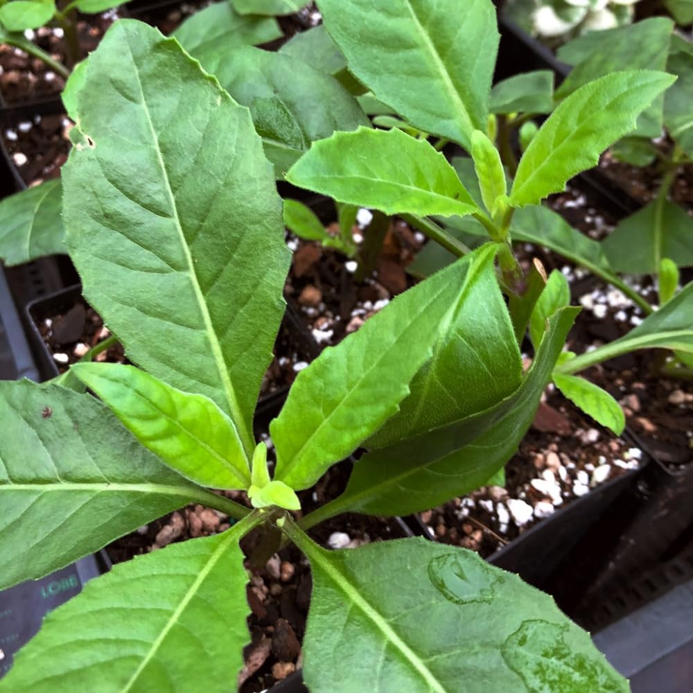 Pack of 2 Longevity Spinach Plants Live, 4-6” Tall, Spinach Seedling for Outdoor Growing