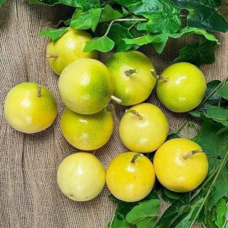 Yellow Passion Fruit Tree Live Plant, Passion Fruit Vine Plant, Passionfruit Live Plant, 3 to 5 Inches Tall, Grow The Patio and Garden