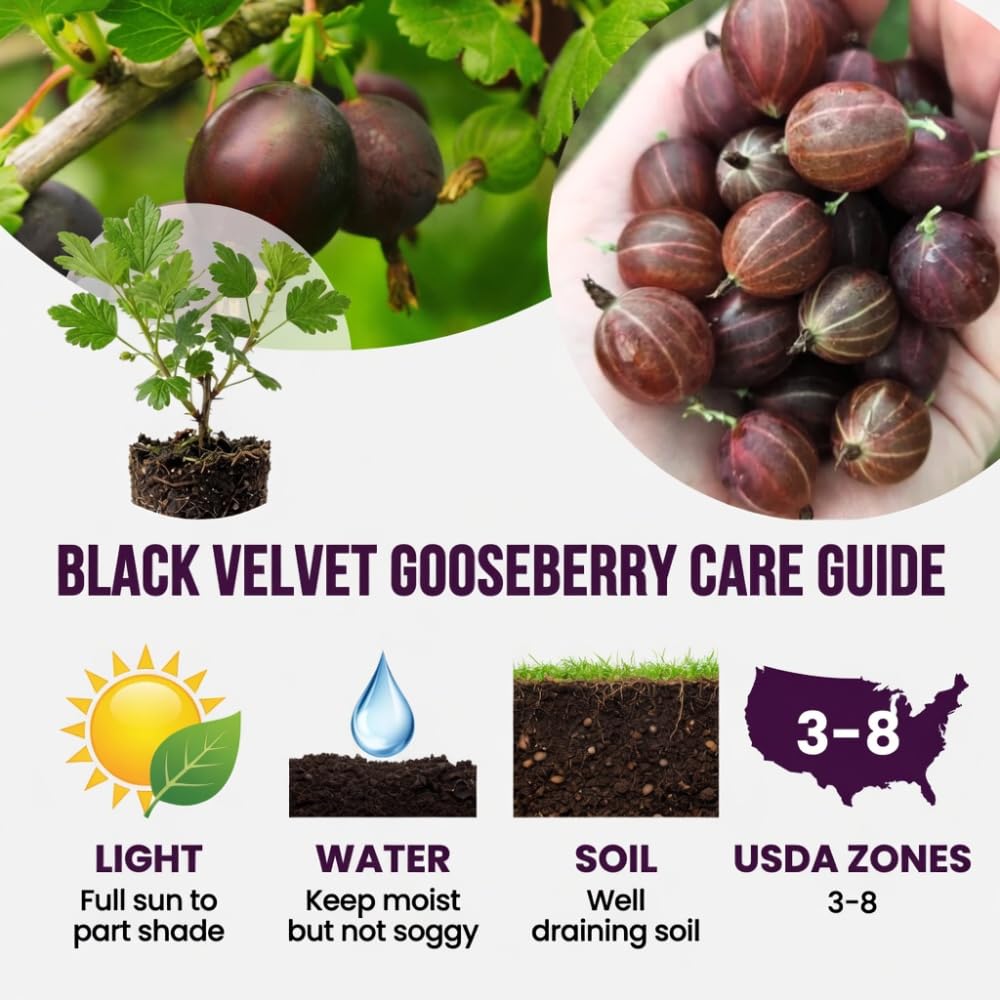 Black Velvet Gooseberry Plant Live, Gooseberry Bush, 4-6 Inch Tall