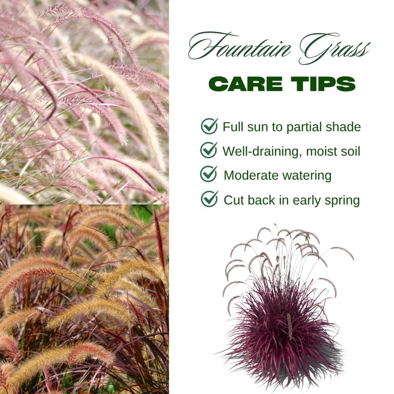YOKEBOM 2 White Fountain Grass Plants Live for Planting, Ornamental Grass for Landscaping, Hardy Grasses Clupms 4-7 Inch Tall Well Rooted