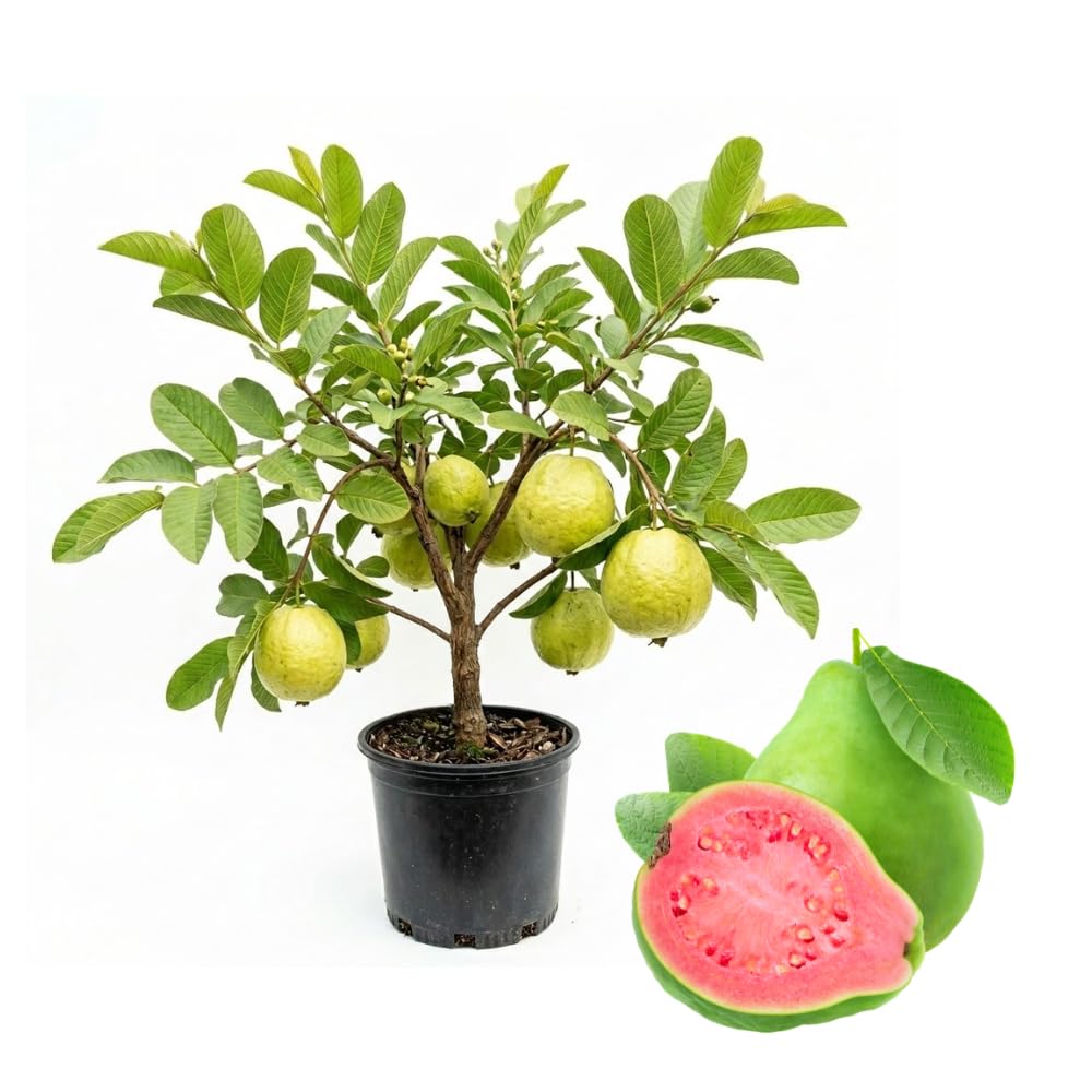 Guava Tree in 3 Gallon Pot, High Yielding Guava Fruit Tree Plant for Outdoor Garden, Tropical Plant for Backyard Orchard, Patio or Landscape Growing (Pink Guava)