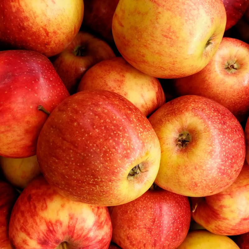 Red Apple Tree Plants, Bare Root 1-2 Ft Tall, Apple Tree Plant Live for Planting Outdoors, Well Rooted Fruits Tree Plant, Dormant
