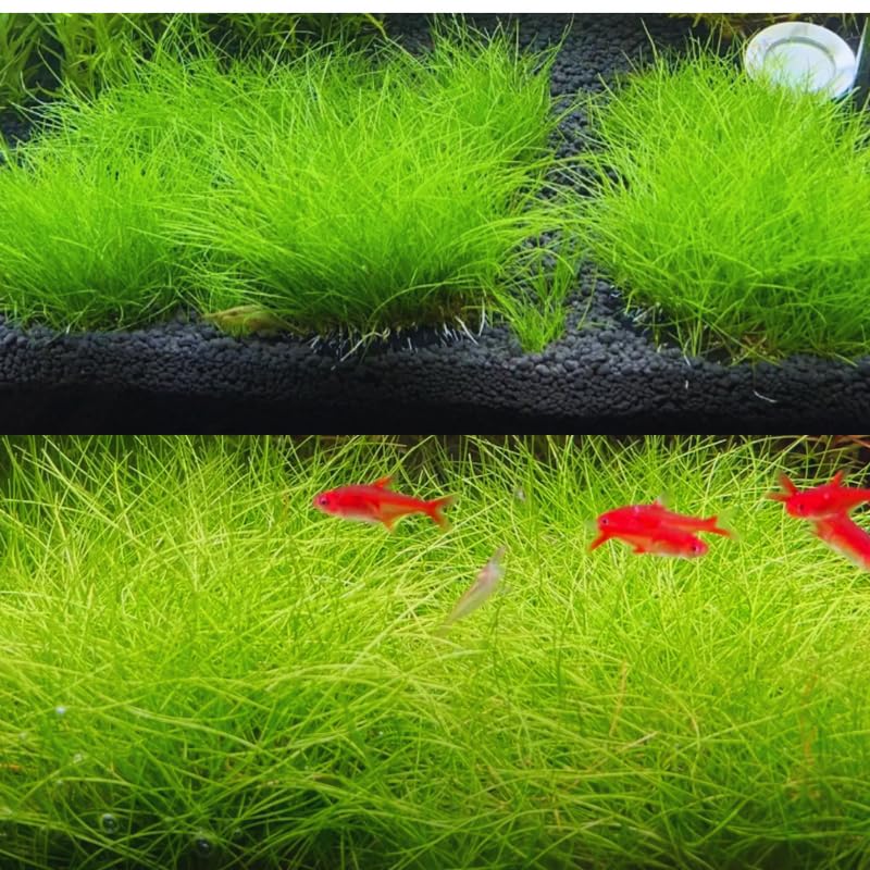 Aquarium Grass Plants, Dwaft Hairgrass Plants Live, 4-6 Inc