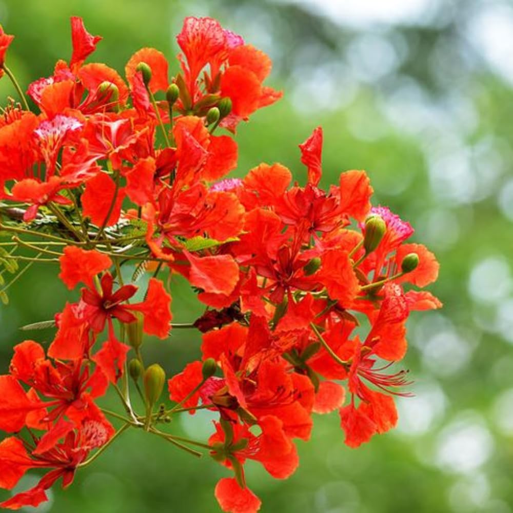 Royal Poinciana Tree Plant Live, 3 Feet Tall, Red Flamboyant Tree in 1 Gal Pot, Stunning Blooming Ornamental Tree, Ideal for Outdoor Gardens, Landscapes, No CA