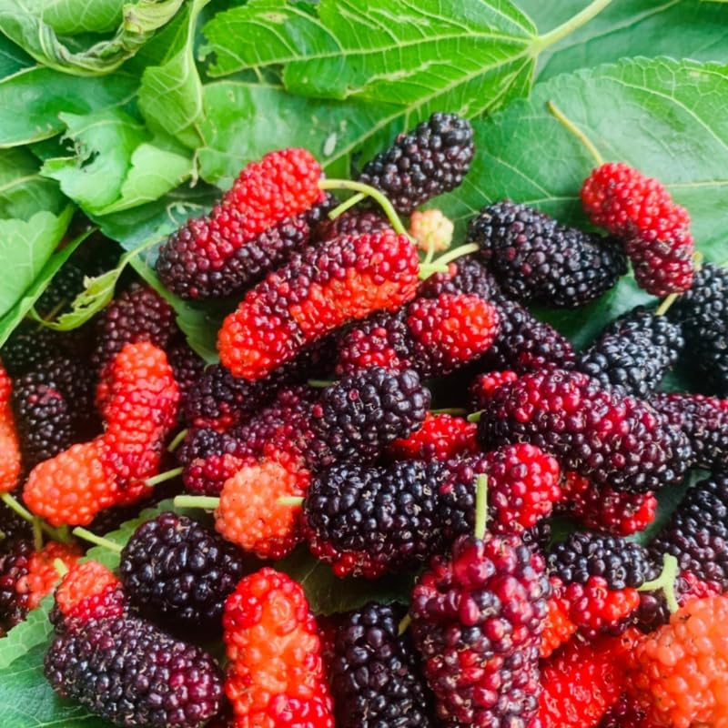 Random Mulberry Tree Live Plant, Hardy Well Rooted 4-8'' Tall, Mulberry Fruit Tree for Indoor Outdoor Spring Planting Mulberries