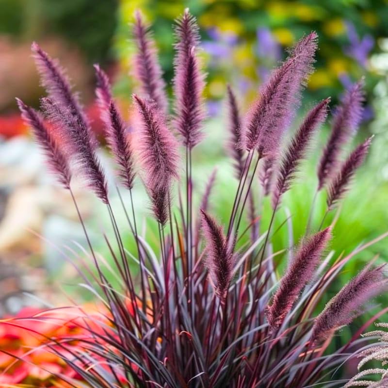 YOKEBOM 2 Purple Fountain Grass Plants Live for Planting, Ornamental Grass for Landscaping, Hardy Grasses Clupms 4-7 Inch Tall Well Rooted