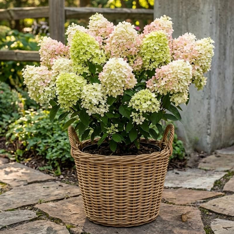 Hydrangea Plant Live for Planting, 6-12" Hydrangea Tree Live Plant, Hydrangeas Bush, Dormant, No Leaf, No Pot (Light Green to Pink)