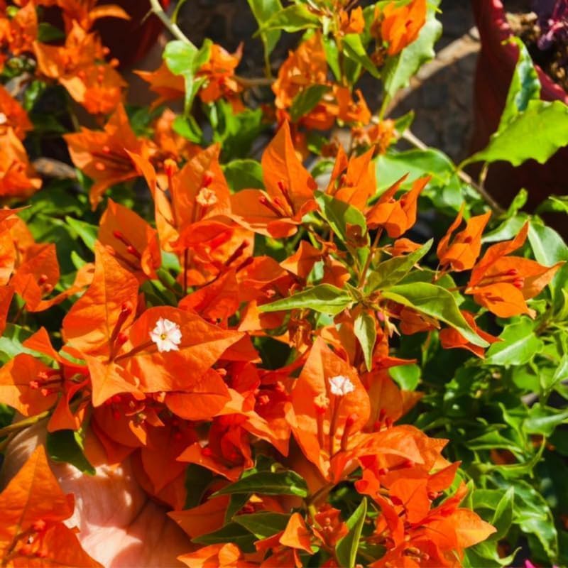 3 Bougainvillea Plants Live, 4-8” Tall Well-Rooted Bougainvillea Vine Flower Plants, Tropical Climbing Plants, No Pot
