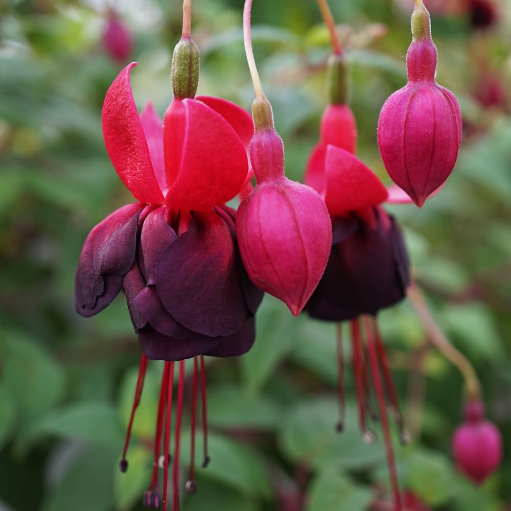 Black Red Fuchsia Plant Live, Fuchsia Flower Plant, Indoor Outdoor Garden Planting, 2-4 Inches Tall