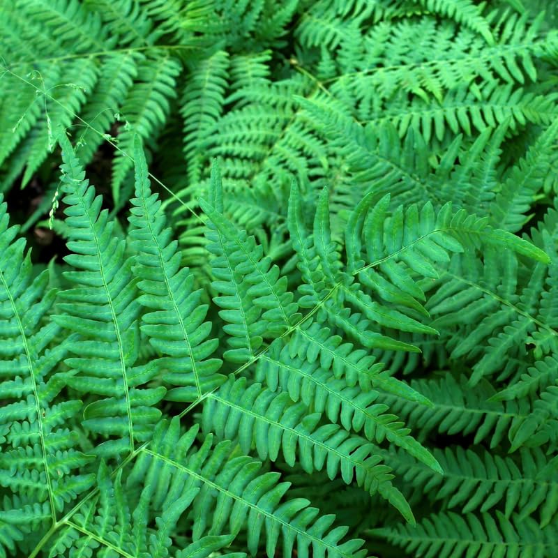5 Lady Ferns Live Plants Rhizomes, Ferns Live Plants Outdoors Indoors, Pack 5 Bare Roots