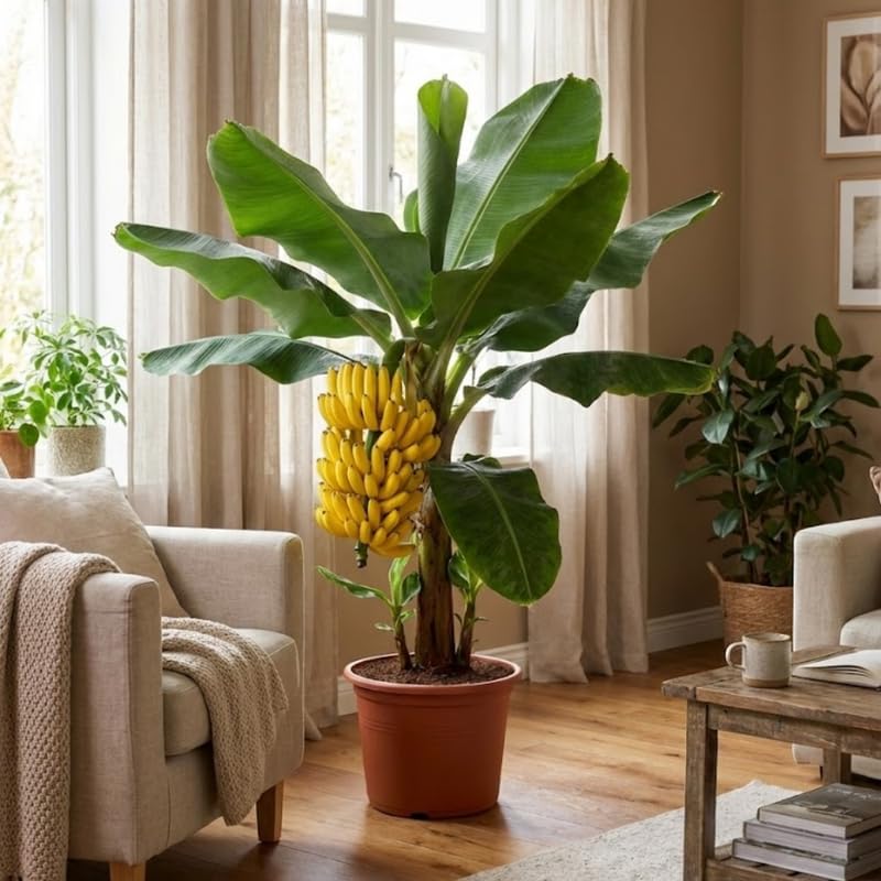 Dwarf Cavendish Banana Tree Live Plant 4–7″ Tall, Tropical Banana Plant, Fast Growing, Indoor and Outdoor Growing