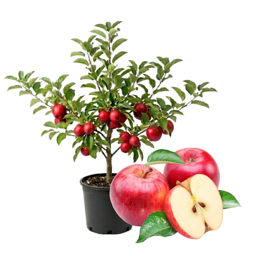 Apple Trees Live Plant, Red Delicious Apple Tree in 3 Gallon Pot, Sweet Fruit Tree from 2 to 3 Feet Tall, Ready for Outdoor Garden, No Ship to CA