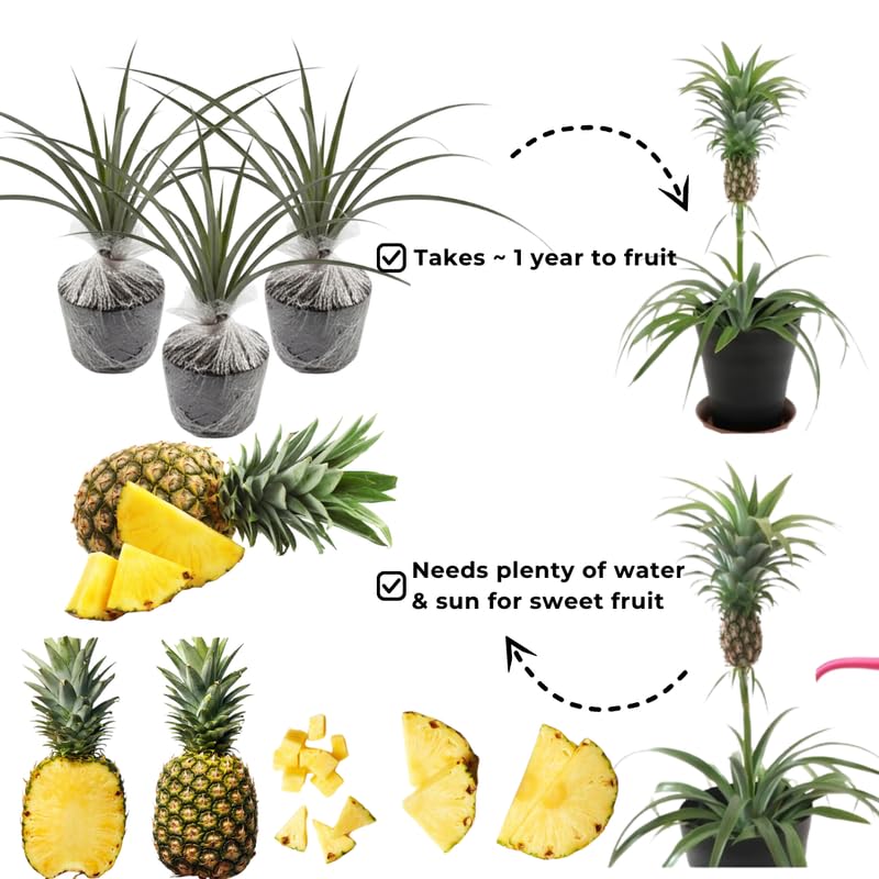Pack 2 Elite Gold Pineapple Plants Live, Tropical Fruit for Spring Plant, Well-Rooted 4 to 8 Inch Tall for Planting Outdoor Full Sun