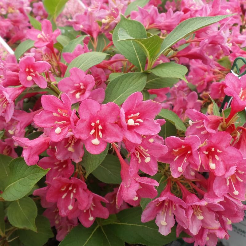 Pink Weigela Live Plant, Weigela Plant Bush, 4 Inches Pot
