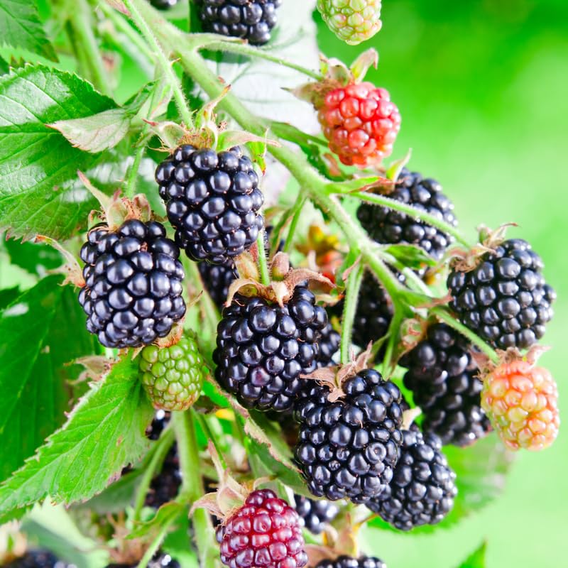 Pack 2 BlackBerry Plants Live, 4-8 Inch Tall, Sweet Blackberries Fully Rooted High Yield Berry Plants for Outdoor Planting