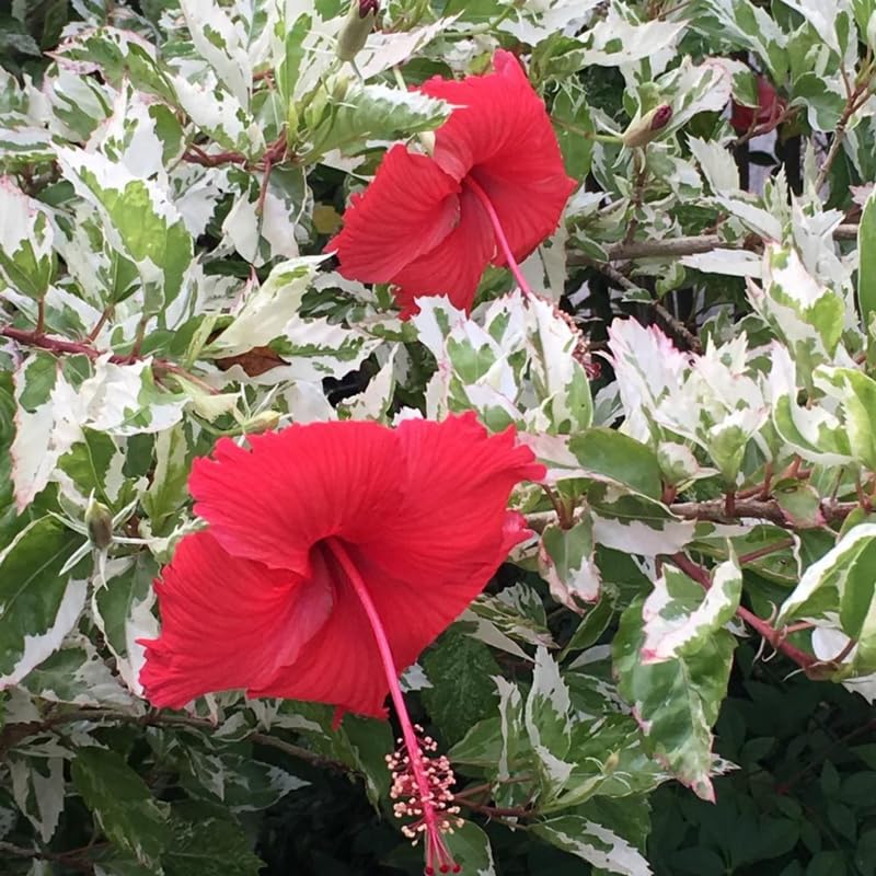 Set 4 Hibiscus Plants Live, Tropical Flowering Shrub, 4-8" Tall, Cold Hardy Bush (Snow Hibiscus)
