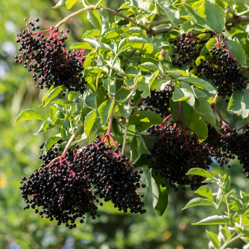 Elderberry Plant Bush, 6 to 12 Inch, Quart Pot, Perennial Black Elderberry Plants Live for Planting, Dormant in Winter