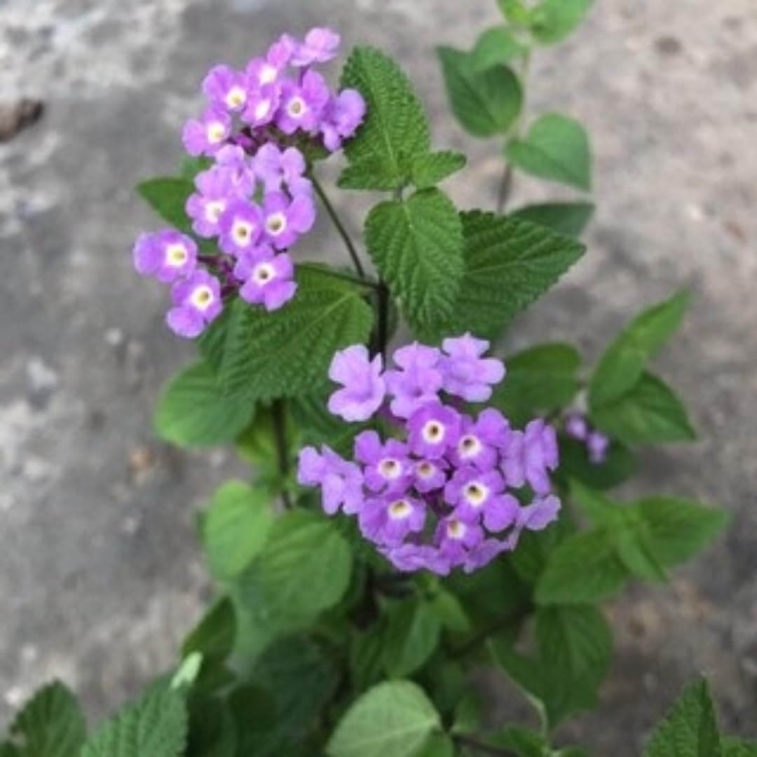 3 Lantana Plants Live, Lavender Lantana Live Plants for Planting Outdoors, Perennial Flower Plant 4 to 8 Inches Long, Gardening Growing