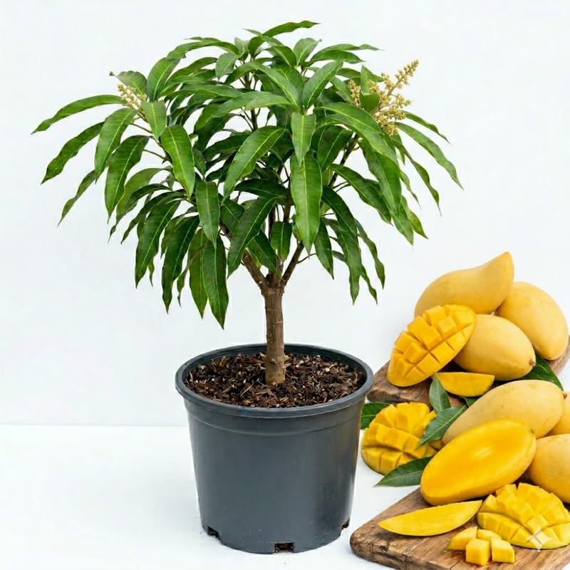 Yellow Mango Tree Live Plant, Grafted Mango Fruit Plant Live, Sweet Tropical Fruit Tree Gardening, 2–3 Feet Tall, 3 Gallon Pot, No Ship to CA