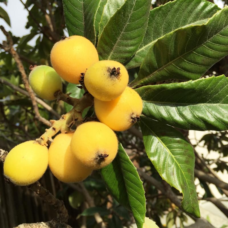 Loquat Tree, 2-3 Ft Tall in 1 Gallon Pot, Yellow Loquat Fruit Tree Plant Potted for Outdoor Garden, Patio and Edible Landscape, No Ship to CA