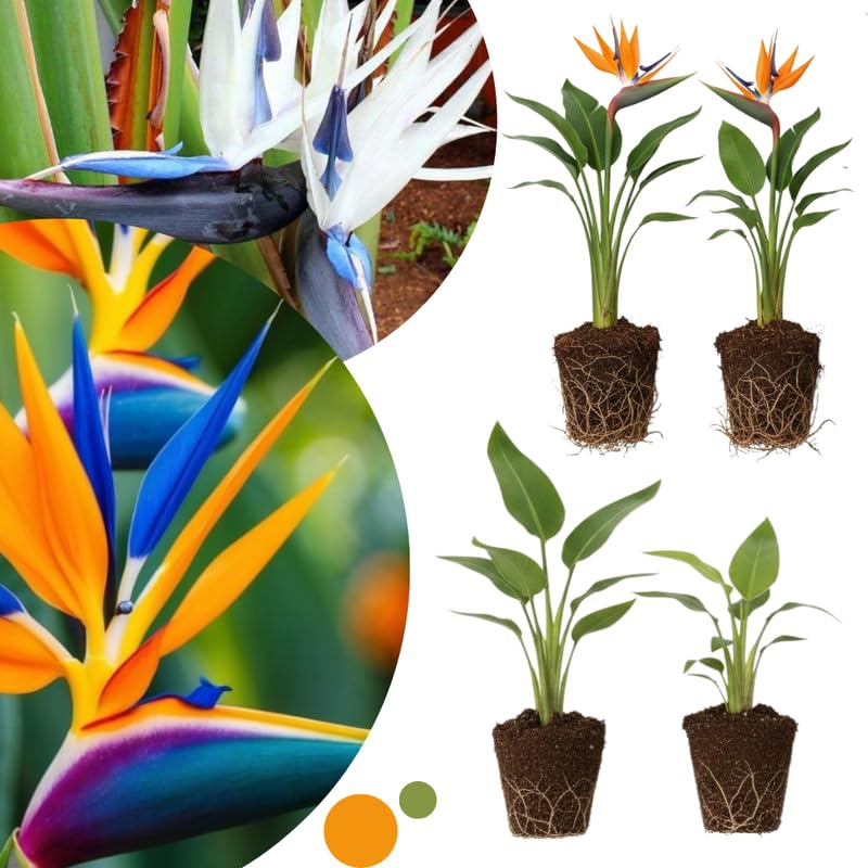 4 Mix Bird of Paradise Plants Live, Strelitzia Reginae, 4-7 Inch Tall, Tropical Flowering Plants for Indoor or Outdoor Growing