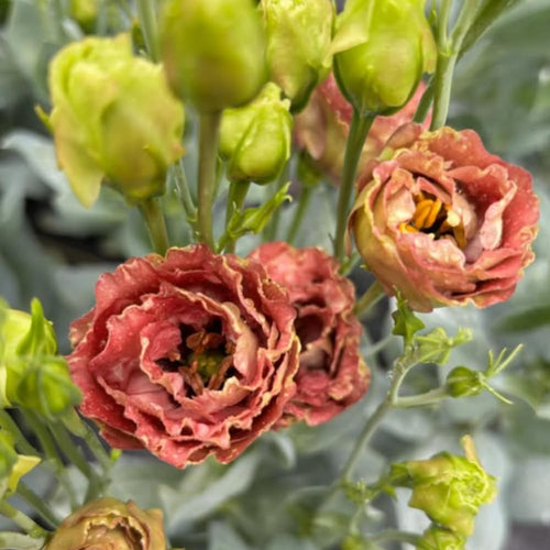 2 Eustoma Lisianthus Live Plants, Lisianthus Flowers Seedlings, 2-3 Inch Tall Well-Rooted Plug, Lisianthus Plants (Brown Lisianthus)
