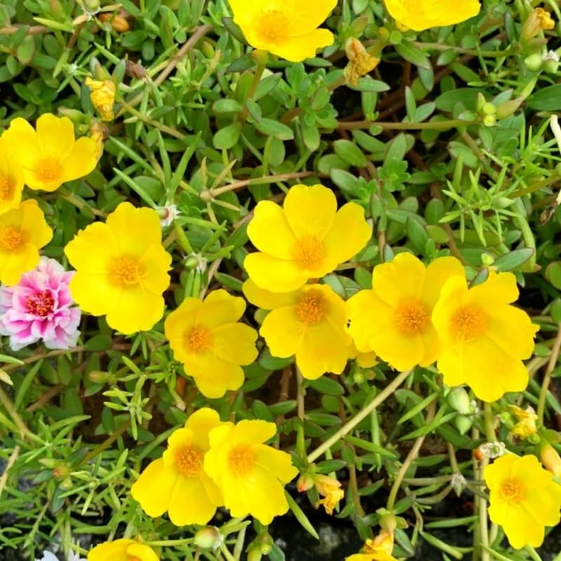 4 Yellow Moss Rose Plants Live, Portulaca Ground Cover Flowers, 4-6 Inch Tall Plants for Garden or Containers