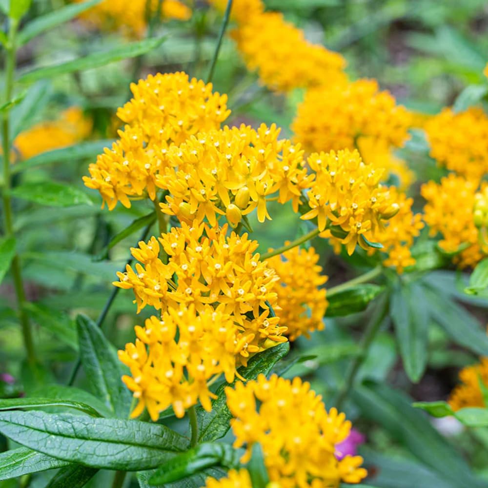 2 Butterfly Milkweed Plants Live, Tropical Milkweed Live Plants, Asclepias Tuberosa Plants, 4-9" Height for Outdoor Planting (Yellow Milkweed)