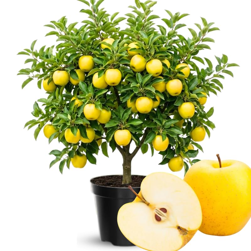 Golden Delicious Apple Tree Live Plant, 3 Feet Tall in 5 Gallon Pot, Ready to Bear Fruit, Spring Tree for Garden Orchard