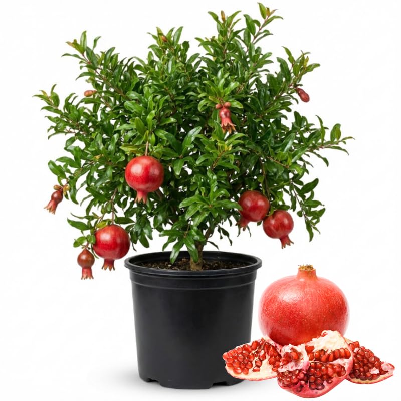 Pomegranate Tree, 1-2 Ft Tall in 1 Gallon Pot - Sweet Pomegranate Fruit Tree for Outdoor Garden, Patio and Container Growing, No Ship to CA