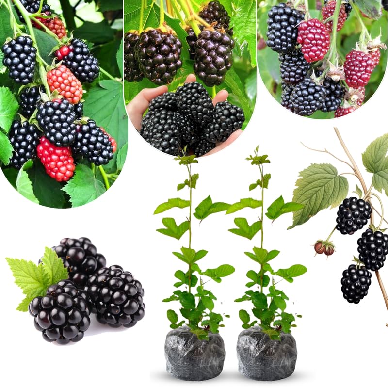 Pack 2 BlackBerry Plants Live, 4-8 Inch Tall, Von Blackberries Fully Rooted High Yield Berry Plants for Outdoor Planting