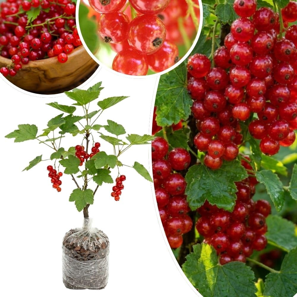 Live Red Currant Plant Bare Root, 6-12 Inches Tall