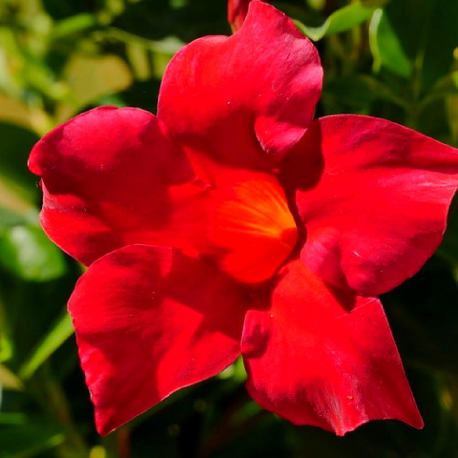 2 Mandevilla Plants Live, 4 to 6 Inc Tall, Red Mandevilla Vine Plant