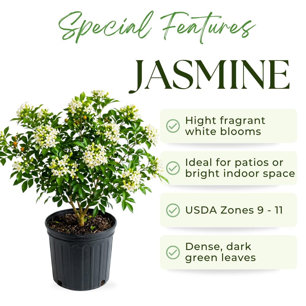 Orange Jasmine Plant Live, Jasmine Plant Indoor Live, Well Rooted in 3 Gallon Pot, 2-3 Feet Tall, Fragrant Flowers for Indoor Outdoor Planting, No Ship to CA