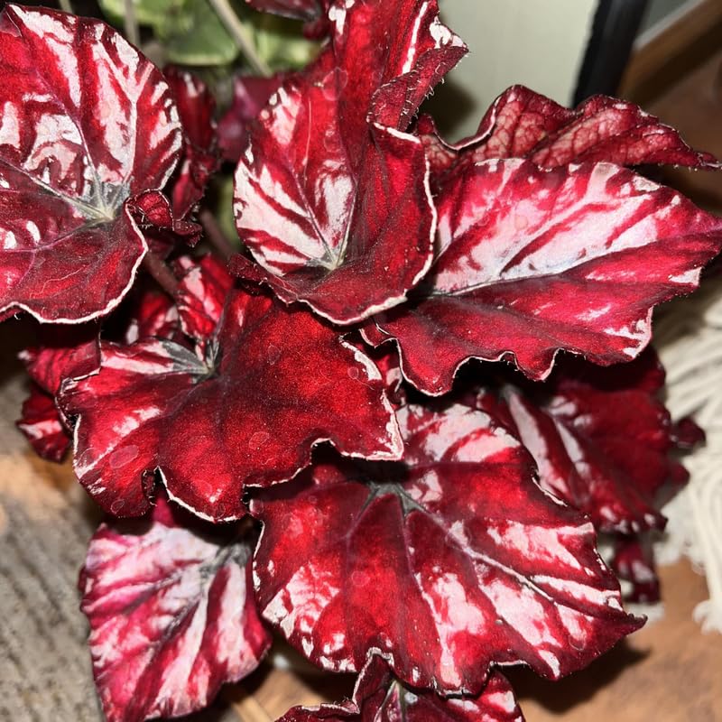 Live Begonia Plant, Well Rooted Begonia Plant 4-7 Inches, Vibrant Colorful Foliage, Easy-Care Indoor Outdoor Houseplant - Red Polka Dot Foliage