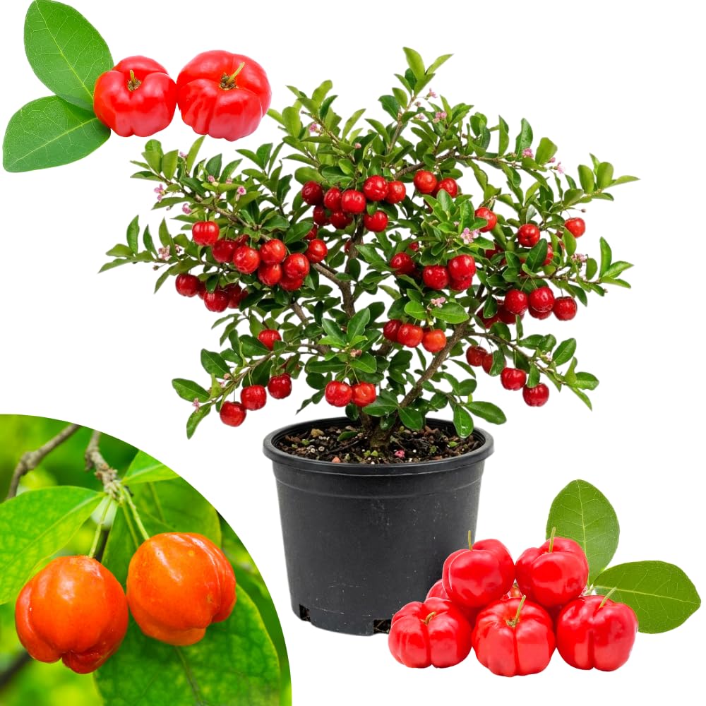Barbados Cherry Tree Live Plant, Barbados Cherry Plant from 1-2 Feet Height in 1 Gallon Pot, Red Berries for Outdoor Gardening, High Yielding Fruit Trees, No CA