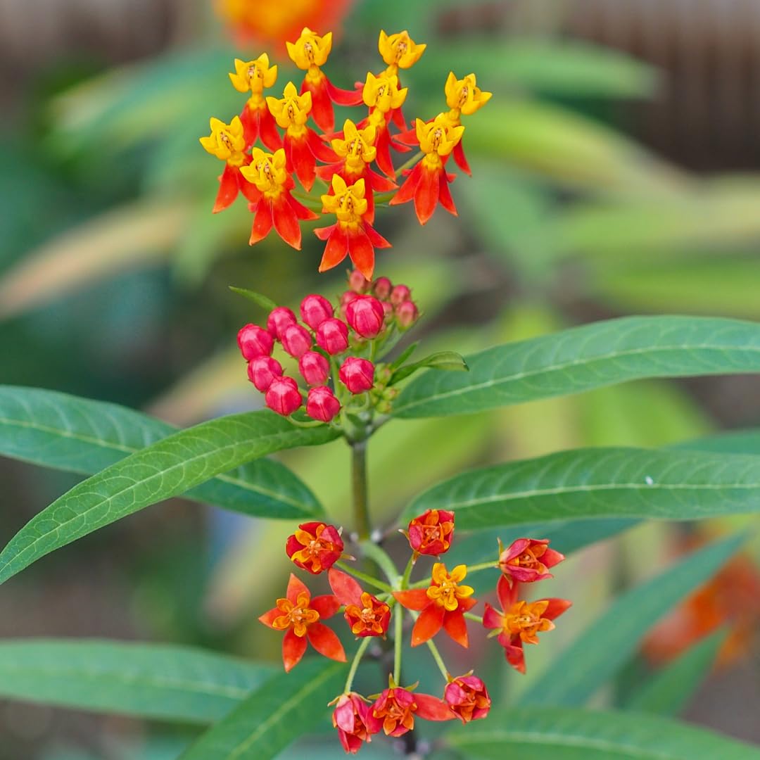 Set of 2 Live Milkweed Plants, Perennial Butterfly Milkweed Plants, Asclepias Tuberosa Plant, 5-8 Inch Tall for Indoor or Outdoor Planting (Red Milkweed)