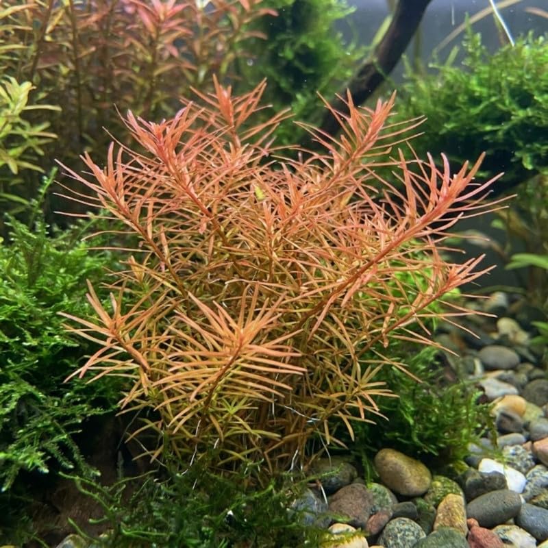 Green Orange Ludwigia Plants Live, 1 Bundle Aquatic Plant