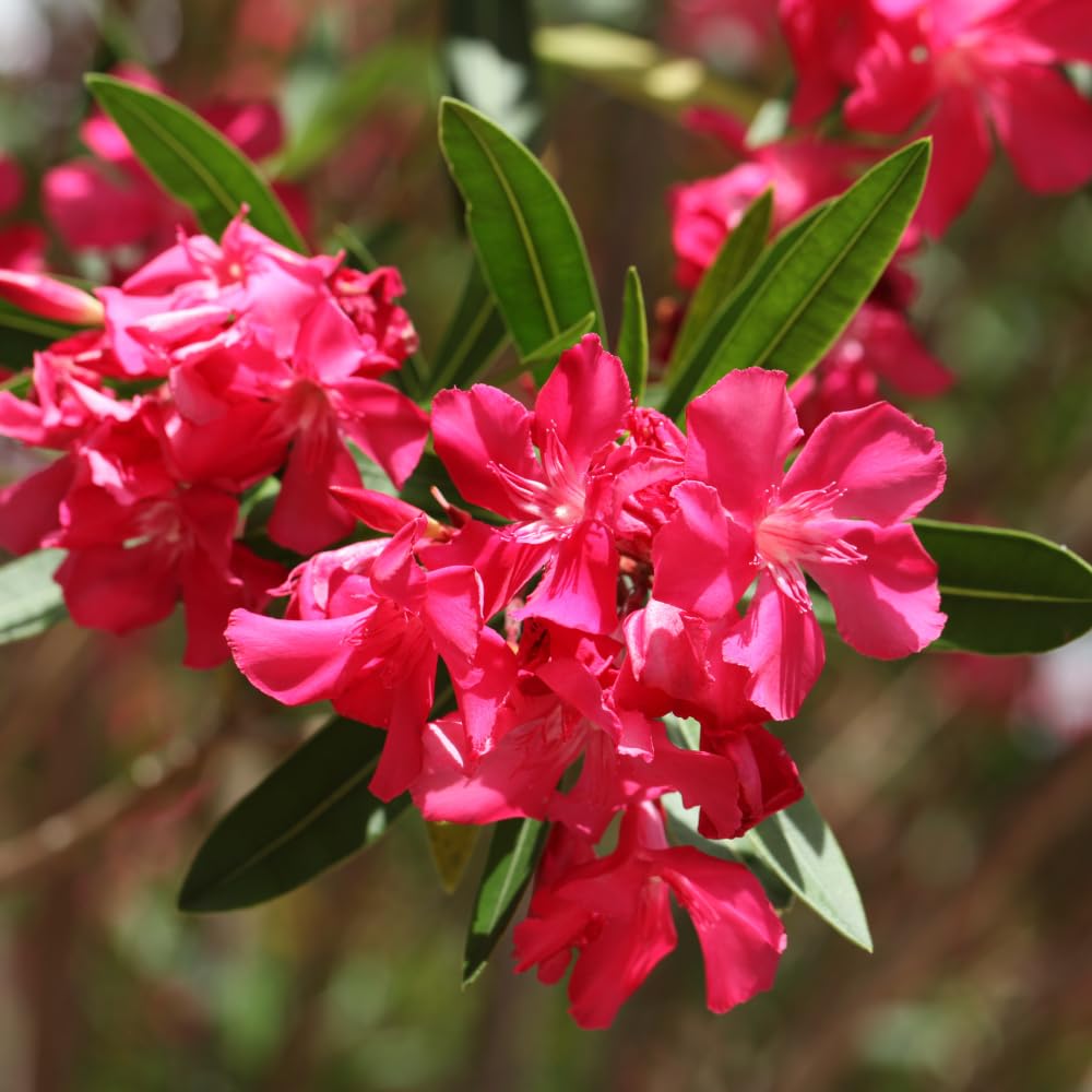 Pack 2 Pink Oleander Plants, 4-6 Inch Tall, Oleander Flower for Planting Outdoor