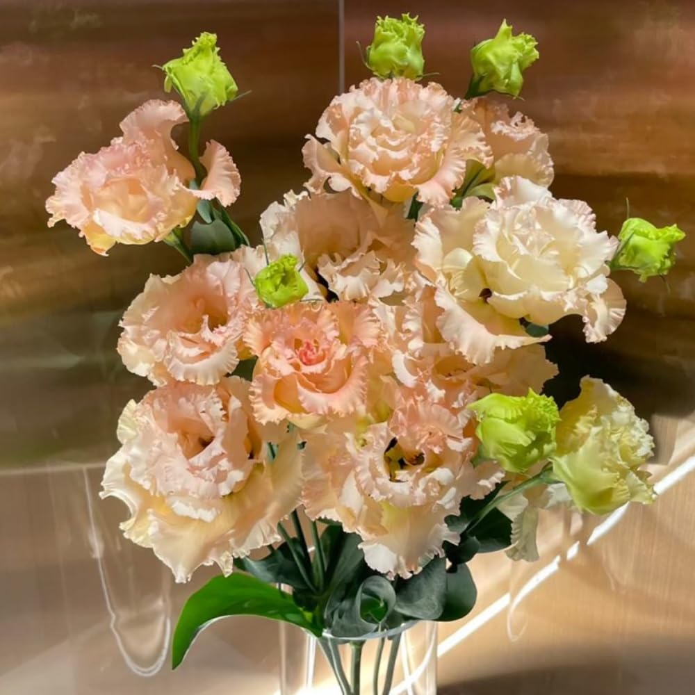 Sets 2 Apricot Lisianthus Eustoma Live Plants, Plug Size, Well-Rooted, Texas Bluebell, Thornless Love Rose Plant, Spring to Fall Bloom, 2-4" in Tall Starter