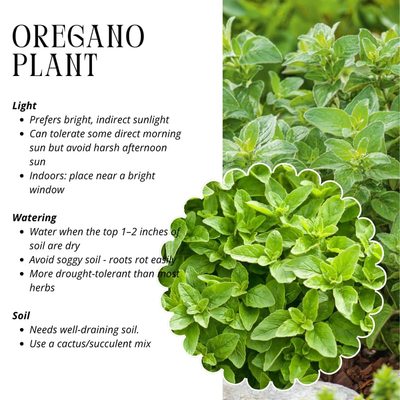 Set of 3 Greek Oregano Plants Live, 4-6 Inches Tall, Mint Plants Live, Culinary Herb for Planting Indoor or Outdoor