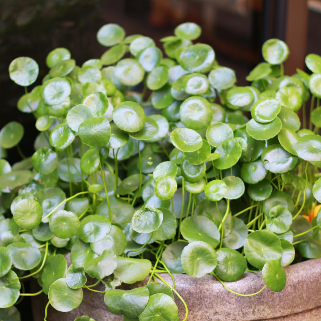 Aquatic Pennywort Plant Live, Green Aquarium Plant