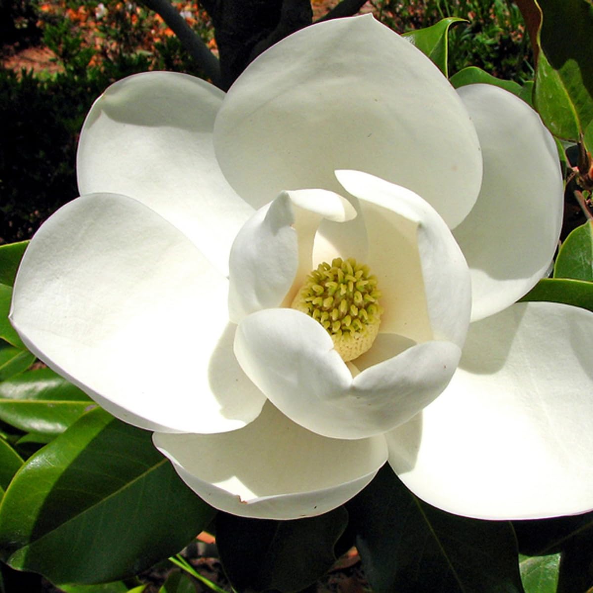 Sweetbay Magnolia Tree, 6-12 Inch Magnolia Trees Live Plants for Planting Outdoor, 4 Inch Pot Fragrant White Flowers Plant, Dormant in Winter