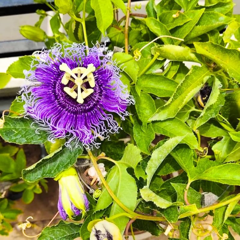 Deep Purple Passion Flower Plant Live, Passiflora Vine for Garden, 4-8" Tall, Hardy Flowering Vine for Garden or Trellis