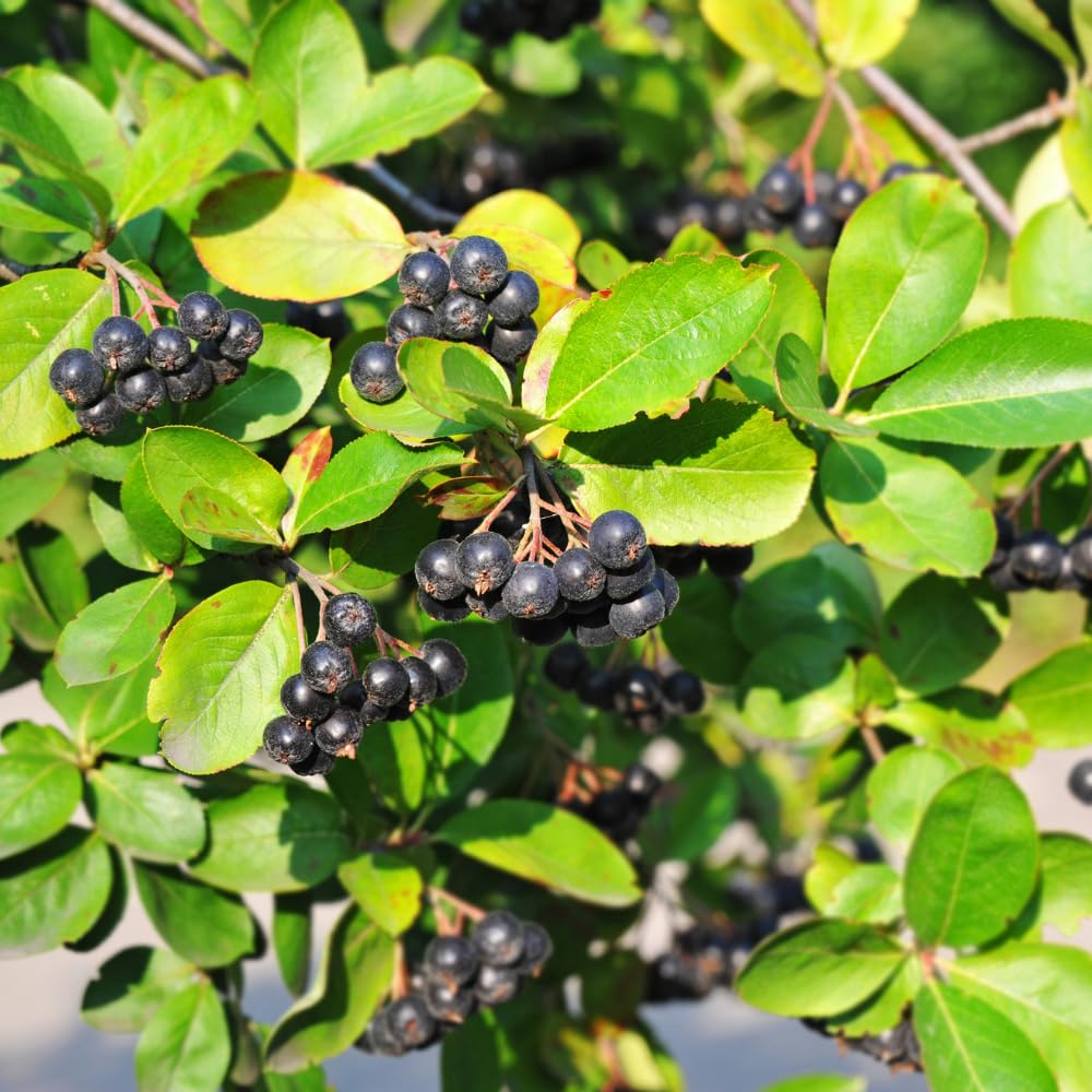 Chokeberry Bare Root Plant, Black Chokeberry Tree, 16 Inches Tall, 2–3 Year Old Fruit Bush, Hardy Shrubs for Outdoor Growing