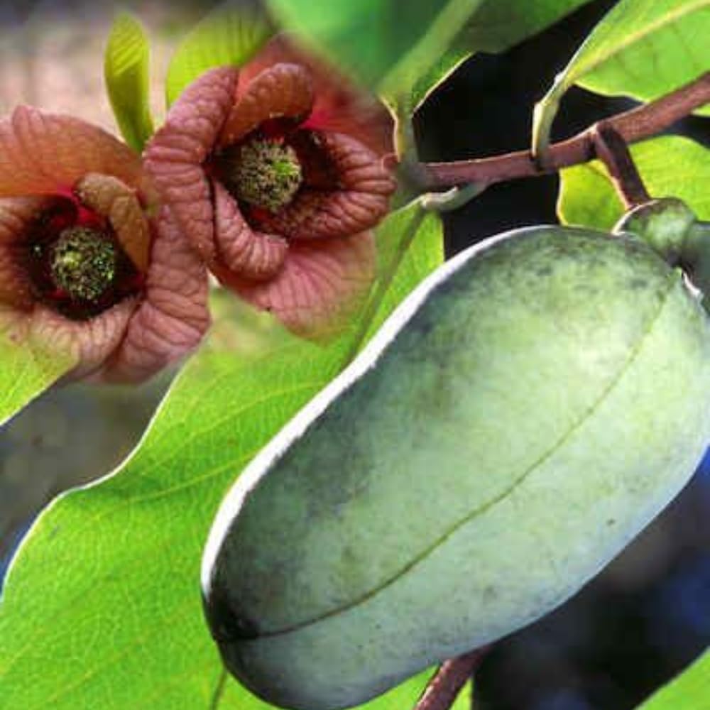 Pawpaw Tree Live Plant, Pawpaw Seedlings 6-14 Inch Tall, Hardy Fruit Trees for Planting Outdoors, in Quart Pot