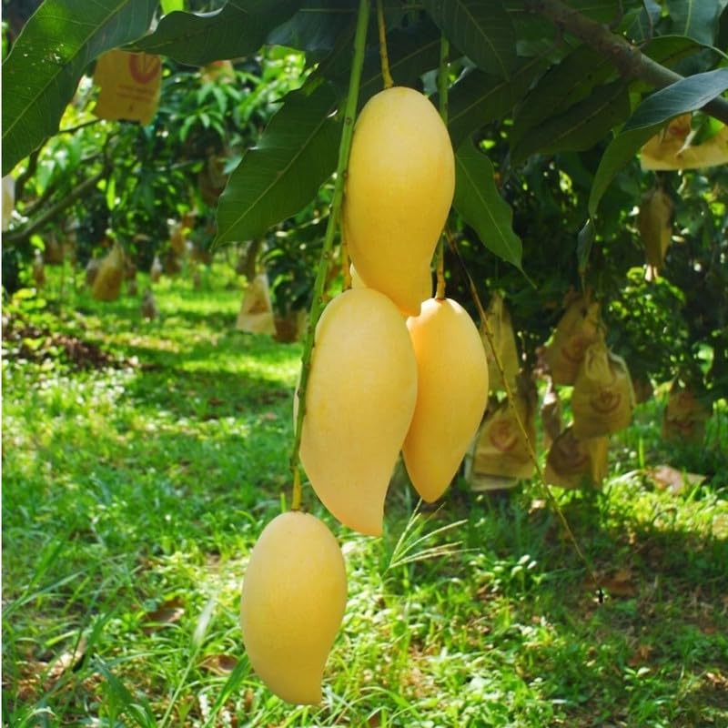 Golden Mango Tree Plant for Planting Outdoor Garden, Mango Plant Live 3 Inch Pot, Tropical Fruit Plants, No Ship to CA