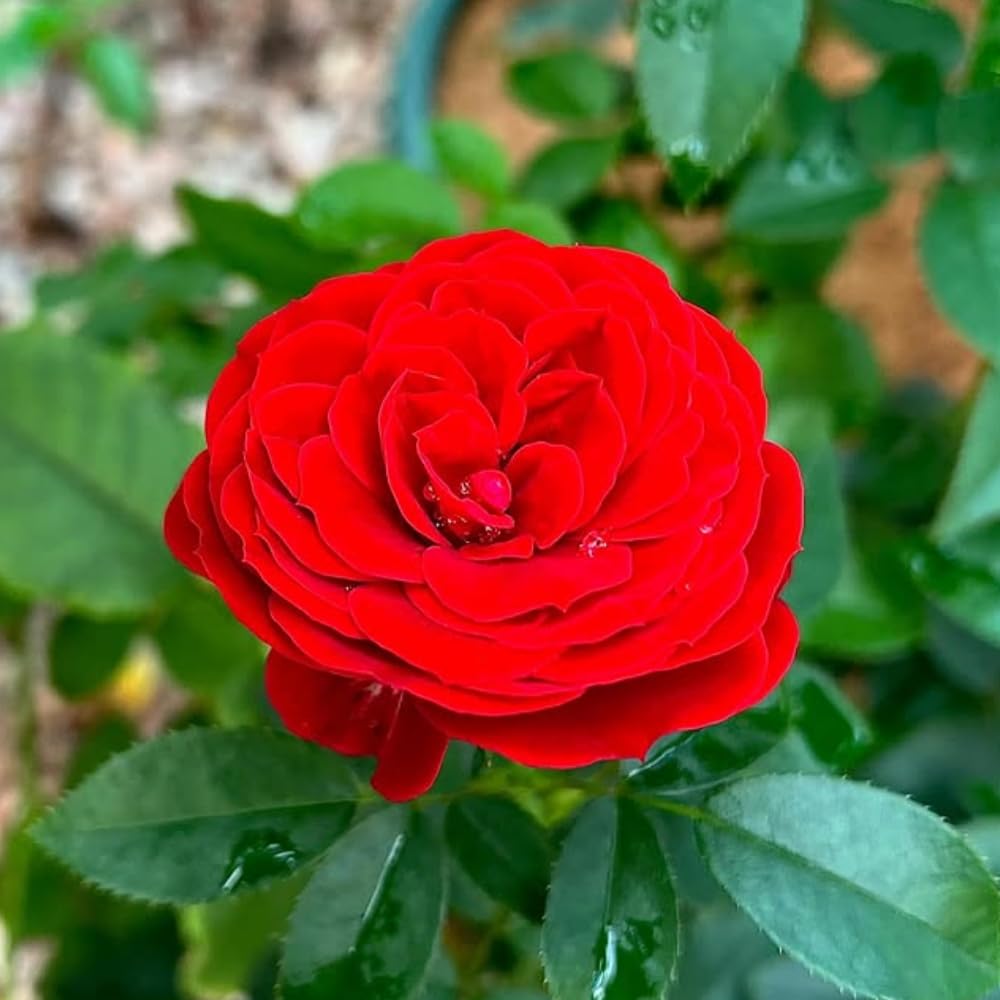 Red Rose Plant Live in 3 Gallon Pot, Compact Hardy Rose Shrub with Colorful Blooms for Patio, Container and Outdoor Planting