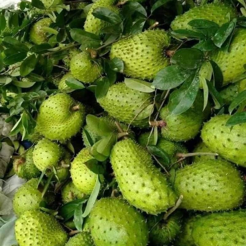 Live Soursop Tree 1 Gallon 24-30 Inch Tall, 1 Gallon Pot Soursop Plant for Planting, Guanabana Tree Outdoor Garden, No Ship to CA